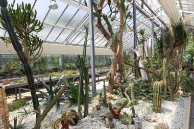 Botanik bahçesindeki güzel bitkiler