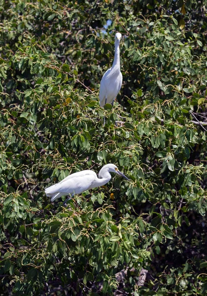 Grulla Nevada Egretta Thula Archipiélago Del Rosario Cartagena Indias Colombia —  Fotos de Stock