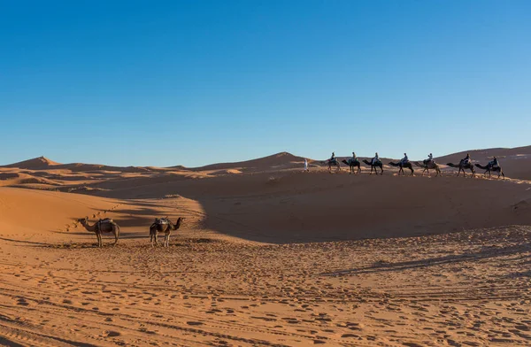 Çölde Develer Sahara Fas — Stok fotoğraf