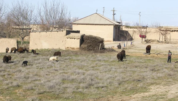 Cabras Granja —  Fotos de Stock