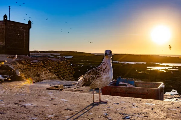 Gaviota Puerto Essaouira Morocco — Foto de Stock