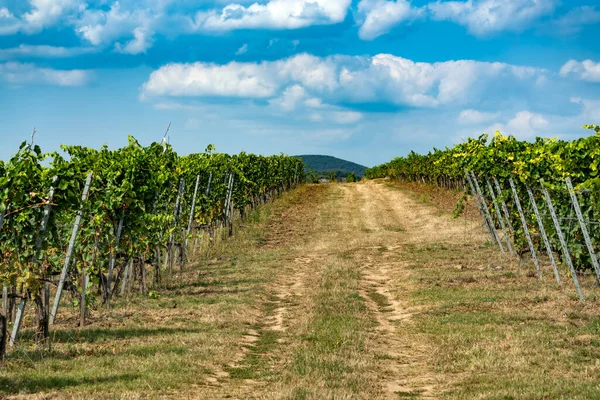 Wijngaard Tokaj Ten Noorden Van Hongarije — Stockfoto