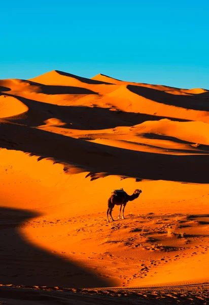 Camellos Desierto Del Sahara Atardecer Cerca Del Pueblo Merzouga — Foto de Stock