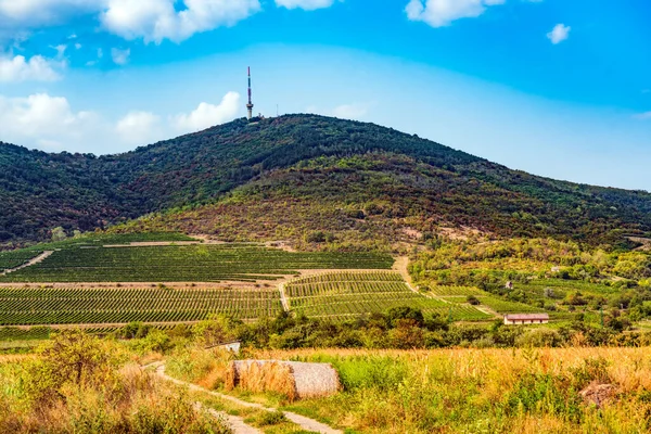 Вид Виноградники Долине Сиены Италия — стоковое фото