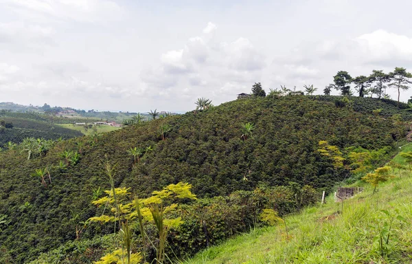 Plantacja Kawy Kolumbii Porze Deszczowej — Zdjęcie stockowe