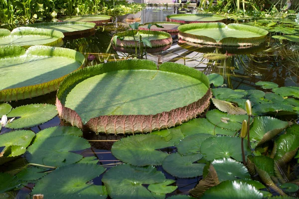 Hermosa Flor Loto Estanque Jardín Botánico — Foto de Stock