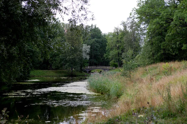 Rzeka Letnim Lesie — Zdjęcie stockowe