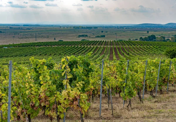 Wijngaard Tokaj Ten Noorden Van Hongarije — Stockfoto