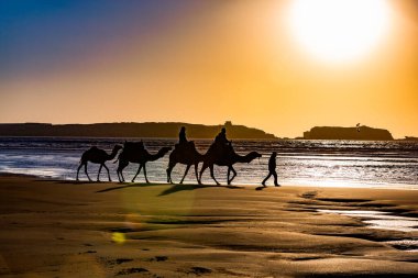 İnsanlar gün batımında sahilde develer üzerinde yürüyorlar.