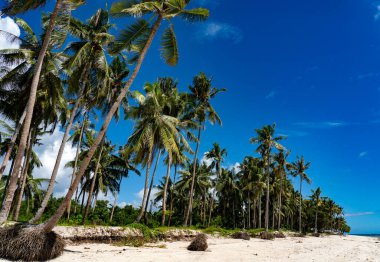Bohol, Filipinler 'in beyaz kumlu tropikal plajı 