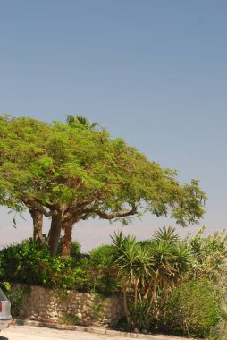Palmiye ağaçları ve mavi gökyüzü olan tropik bir bahçe