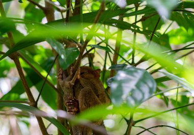 Ormandaki ağaç dalında egzotik bir hayvan