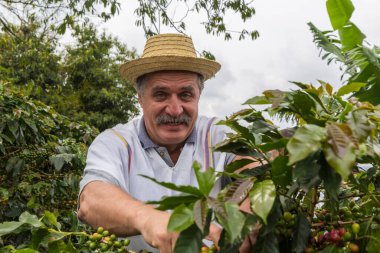 PEREIRA, COLOMBIA - 25 Ekim 2015: Kolombiya 'nın Zona Cafetera bölgesine kahve eken tanımlanamayan adam. Kolombiya dünyanın en büyük üçüncü kahve ihracatçısı.. 
