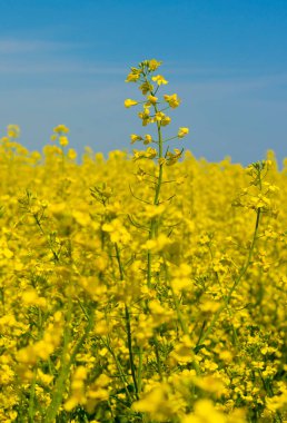 Mavi gökyüzü ile sarı kolza tohumu tarlası
