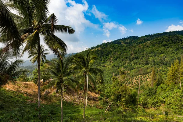 Paisaje Tropical Con Palmeras Cielo Azul — Foto de Stock