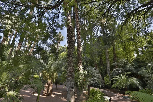 Parktaki Palmiye Ağaçları — Stok fotoğraf
