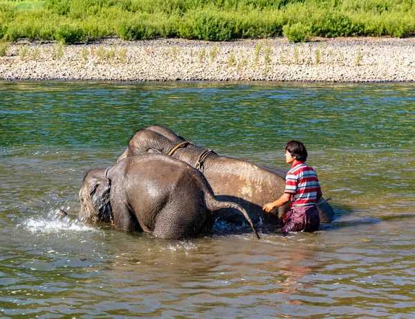 アジアの象を旅する人たちは — ストック写真