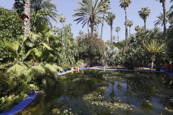 Uitzicht Palmbomen Het Park — Stockfoto