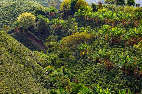 Coffee plantation in Colombia, South America