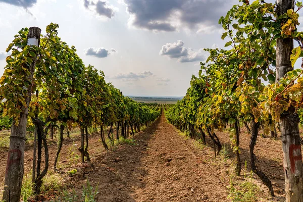 Vignoble Dans Région Tokaj Hongrie — Photo