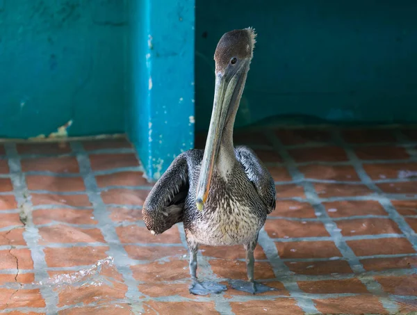 Wilde Pelicano Ilha Rosario — Fotografia de Stock