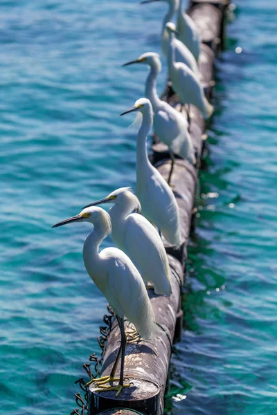 White Birds Sitting Tube Sea — Stock Photo, Image