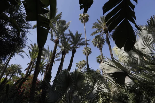 Palm Probeert Het Strand — Stockfoto