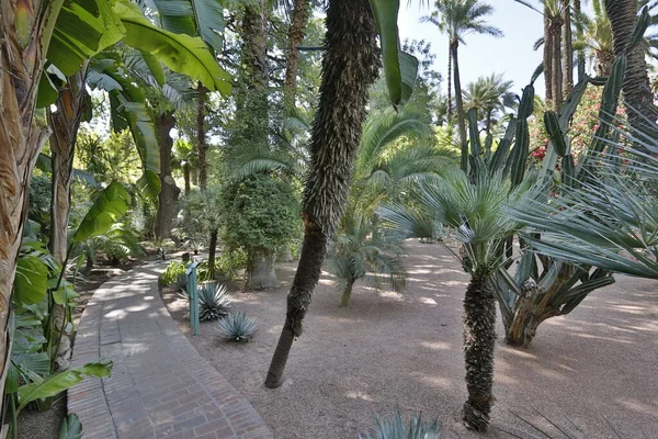 Tropische Tuin Met Palmbomen Blauwe Lucht — Stockfoto