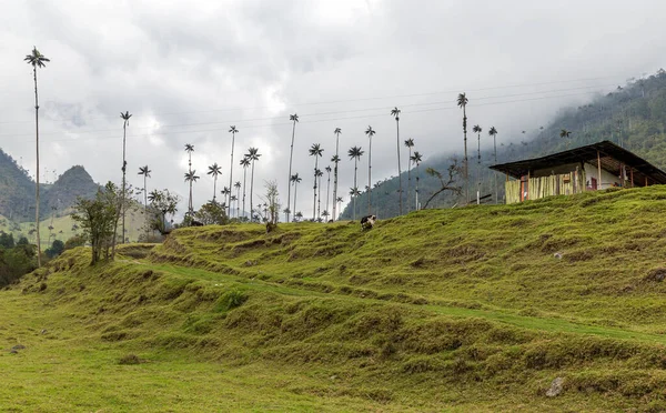 Cocora Valley Wet Season Andes Mountain Colombia — стоковое фото