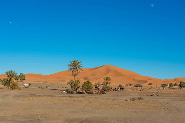 Woestijnlandschap Met Zandduinen Het Nationale Park Namib Naukluft Namibia — Stockfoto