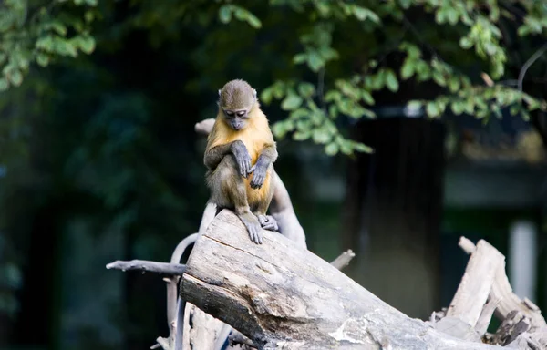 Affe Sitzt Auf Einem Baum — Stockfoto