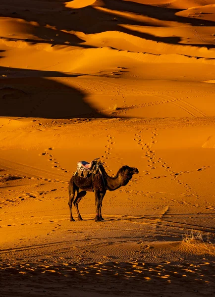 Καμήλες Στην Έρημο Σαχάρα Στο Ηλιοβασίλεμα Κοντά Στο Χωριό Μερζούγκα — Φωτογραφία Αρχείου