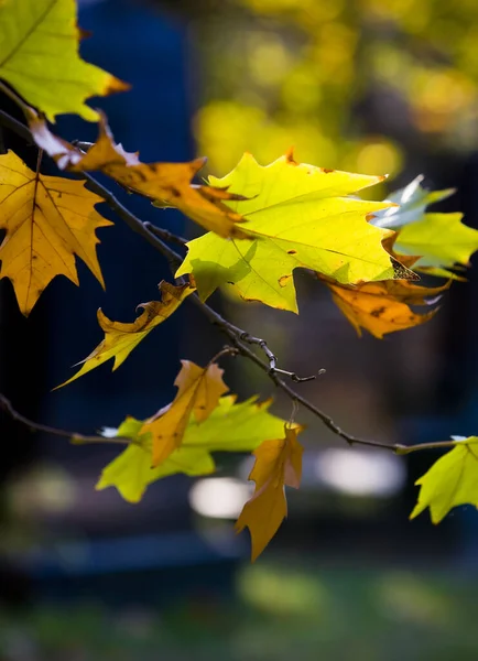 Folhas Amarelas Outono — Fotografia de Stock