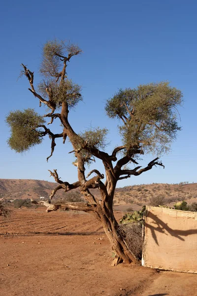 the dead tree in the desert of namibia