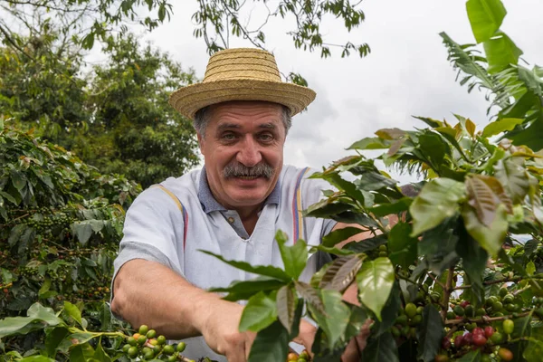 PEREIRA, COLOMBIA - 25 Ekim 2015: Kolombiya 'nın Zona Cafetera bölgesine kahve eken tanımlanamayan adam. Kolombiya dünyanın en büyük üçüncü kahve ihracatçısı.. 