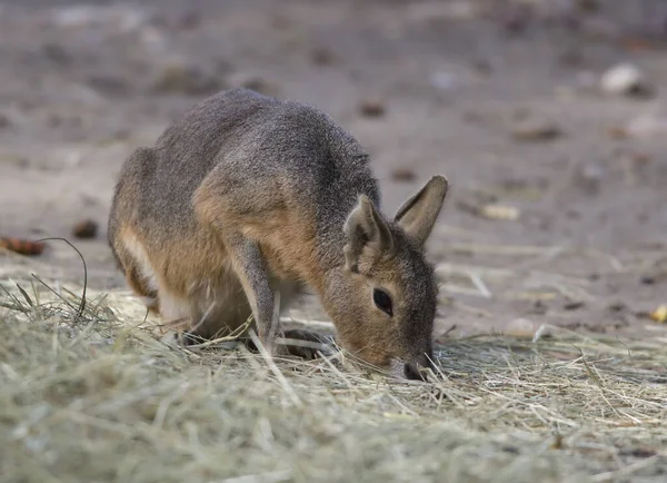 Joven Canguro Gris Hierba — Foto de Stock