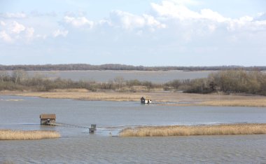 Kışın nehirde ördekler