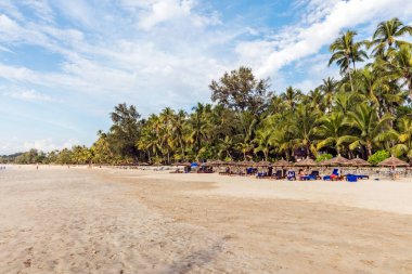 Palmiye ağaçları ve mavi gökyüzü olan tropik plaj