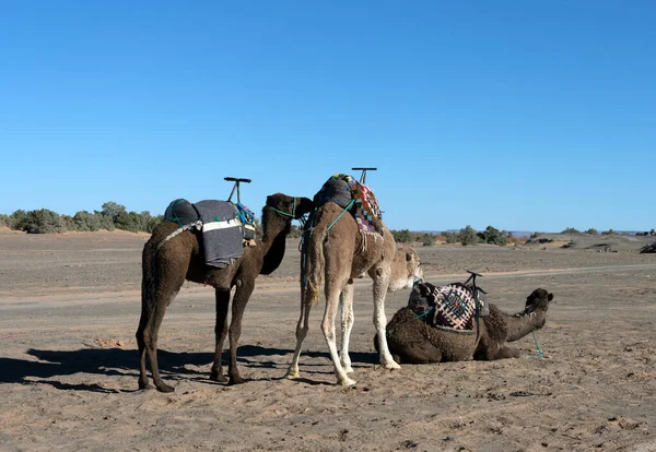 Camels Desert — Stock Photo, Image