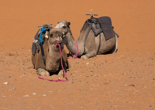 Kameler Öknen — Stockfoto