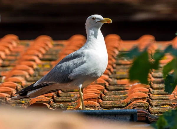 Seagull Roof Building — Stock Photo, Image