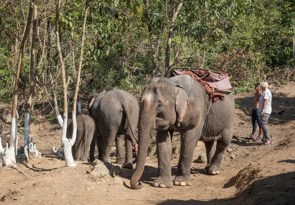 Άνθρωποι Ιππεύουν Ελέφαντες Στη Μιανμάρ — Φωτογραφία Αρχείου