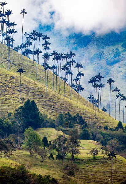 Valle Del Cocora Estación Húmeda Montaña Los Andes Colombia — Foto de Stock