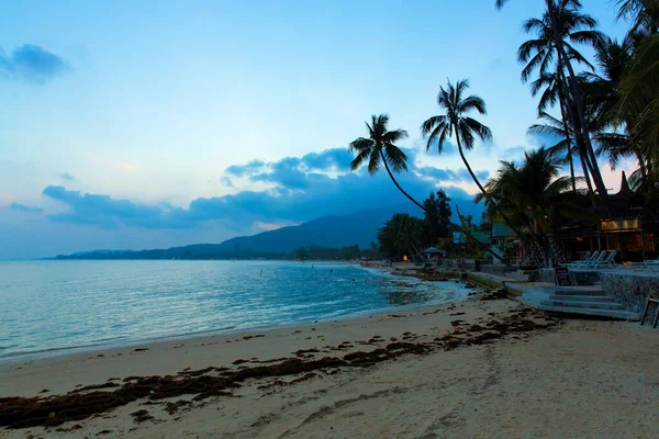 Tropical Beach Palm Trees Blue Sky — Stock Photo, Image