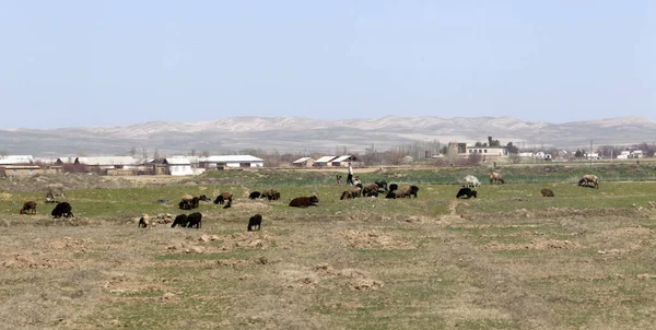 Koyun Sürüsü Tarlada — Stok fotoğraf