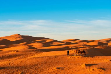 Merzouga, Fas - 29 Aralık 2017: Merzouga köyü yakınlarındaki Sahra çölünde develer.