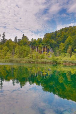 Ormandaki nehir manzarası