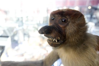 BUDAPEST, HUNGARY - 25 Mayıs 2011: Bilim Fakültesi binasındaki biyoloji müzesi. Eotvos Lorand Üniversitesi (ELTE) Macaristan 'ın en büyük ve en eski üniversitesidir..