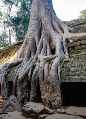 Angkor wat, siem hasadı, Kamboçya