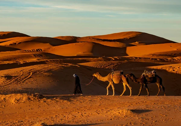 Merzouga Marocko December 2017 Kameler Saharaöknen Nära Byn Merzouga — Stockfoto